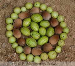 Triphala_fruits