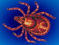 Lyme_disease_tick-SPL