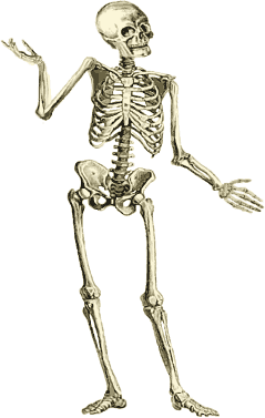 skeleton_MrBones