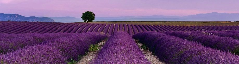 LavenderCrop