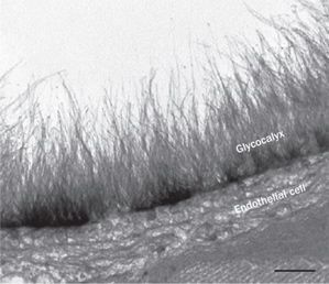 GlycocalyxMicrograph