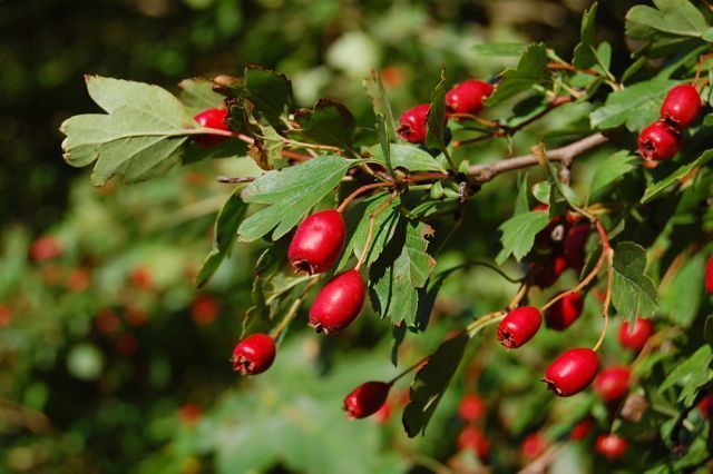 hawthorn-berries