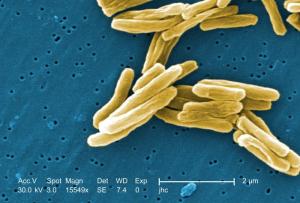 MycoTuberculosis1