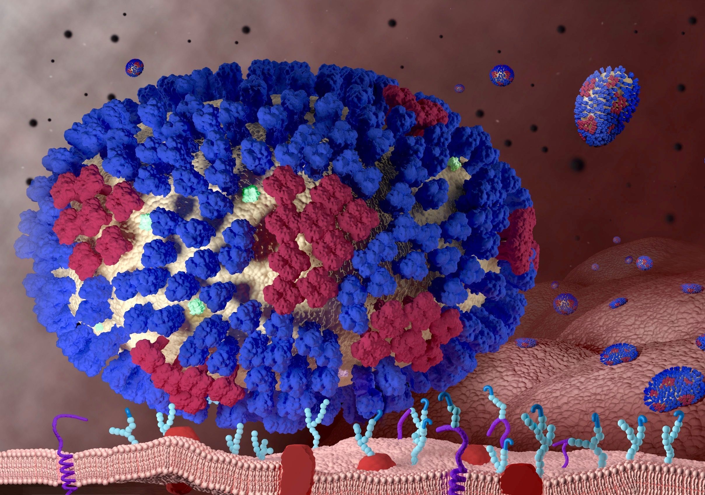 influenza virus nolabels