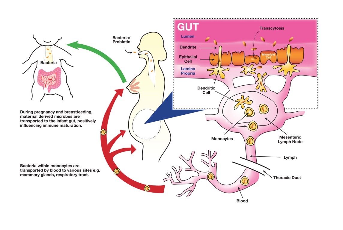 Probiotics in Pregnancy