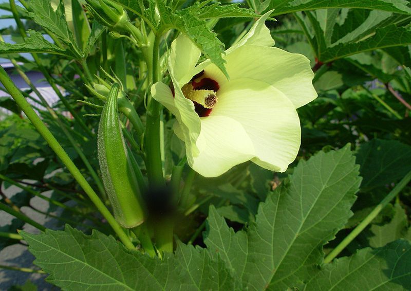 Okra Flower