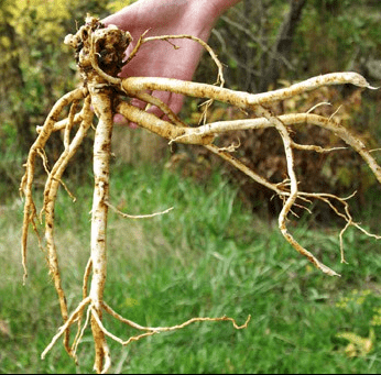 Astragalus root
