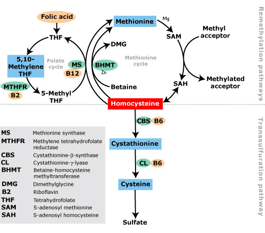 Methylation Pathways