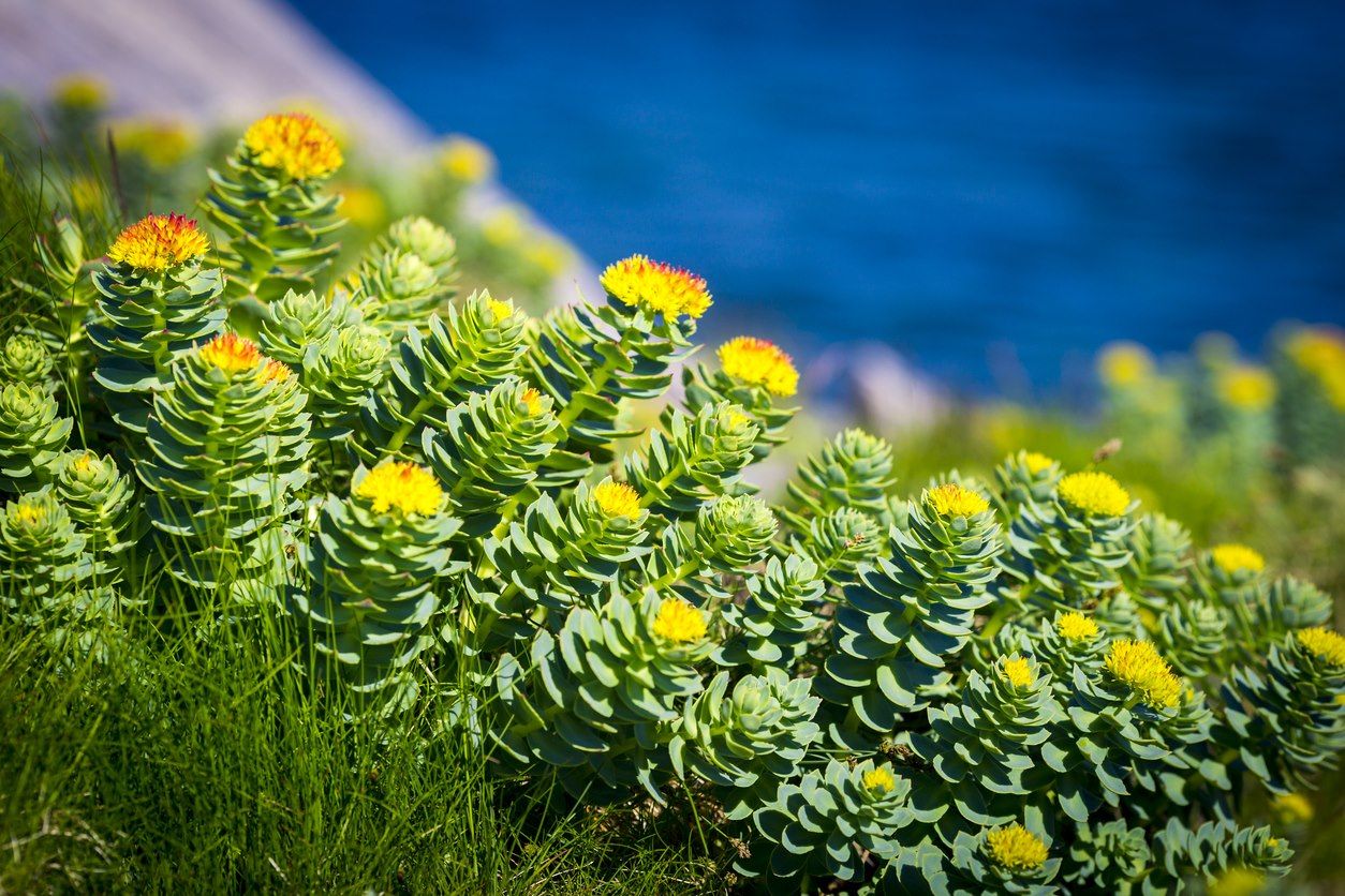 Rhodiola rosea