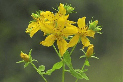 St Johns wort