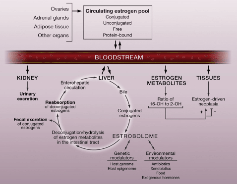 Estrobolome overview