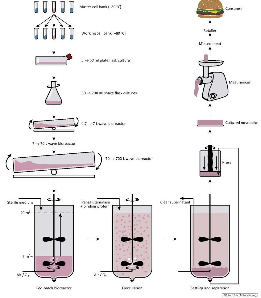 How to Grow Lab Meat