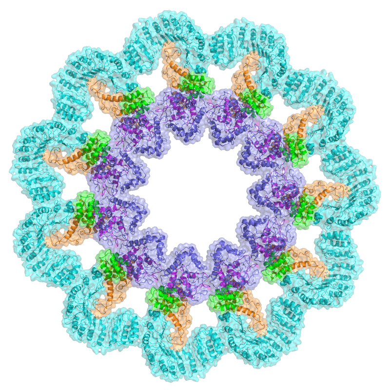 inflammasome Zhang Wu