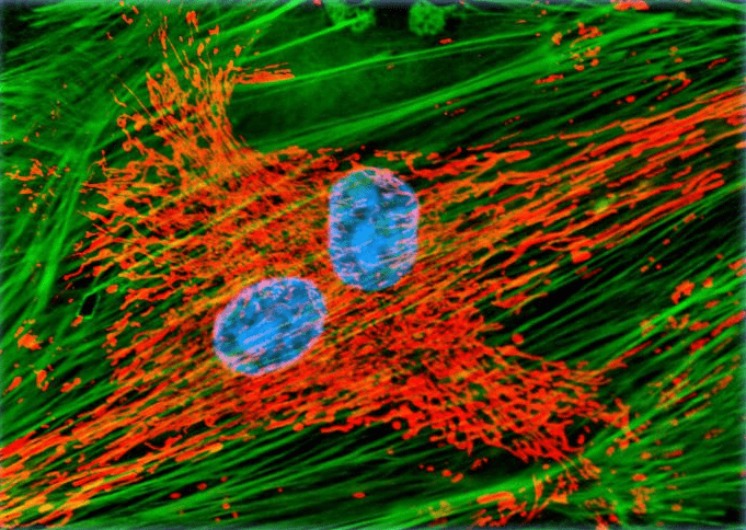 Endothelial cells