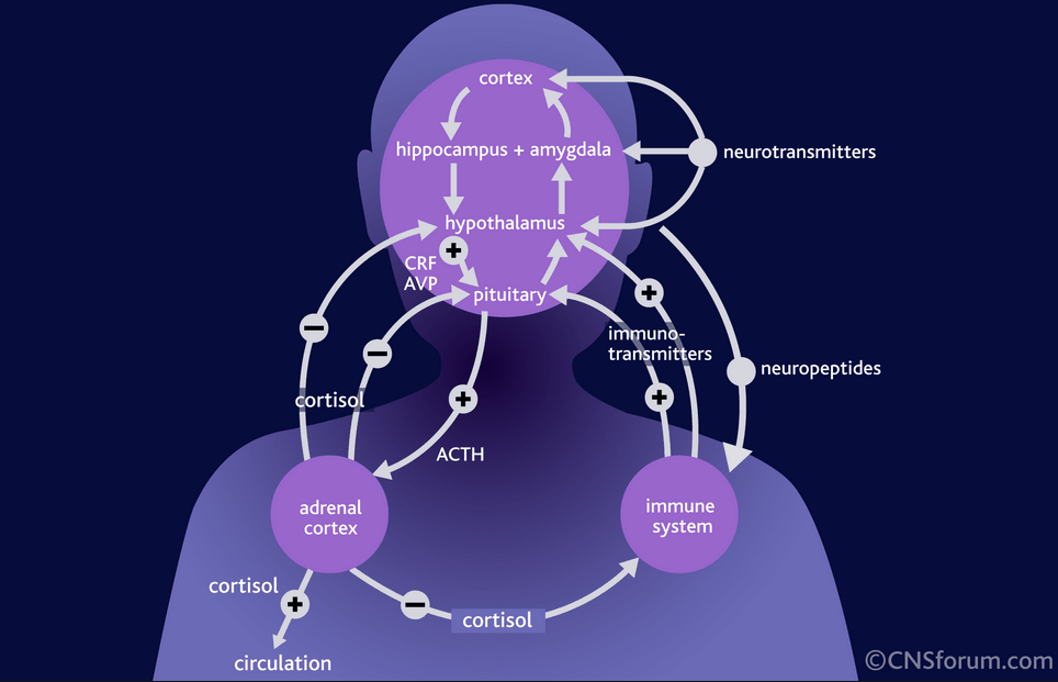 HPA Axis