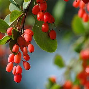 Berberine