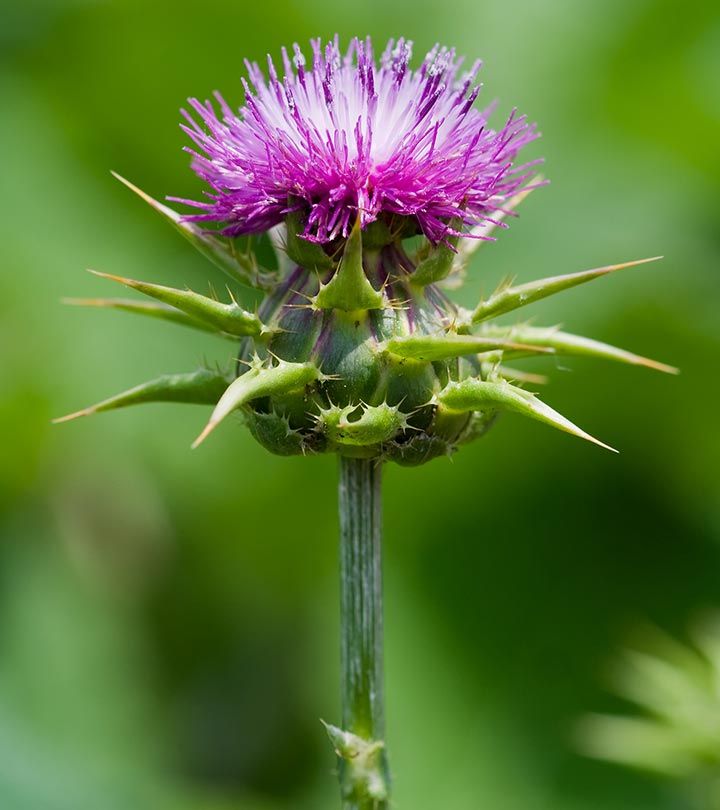 Milk thistle