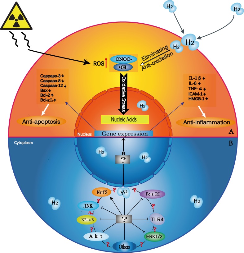 H2 oncotarget 08 102653 g001