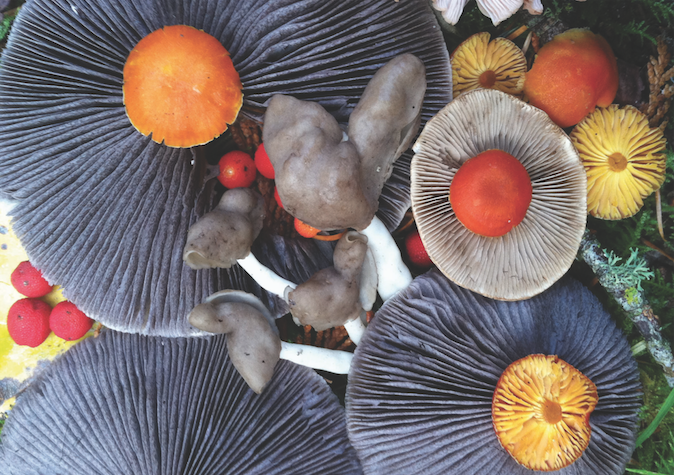 The Fascinating World of Mushrooms: Nature's Fungi Marvels - MUIH