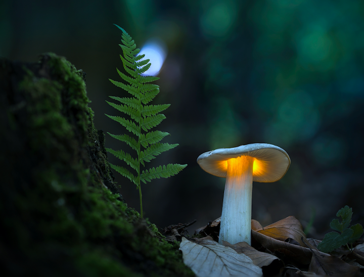 Mushroom Fern Front Cover