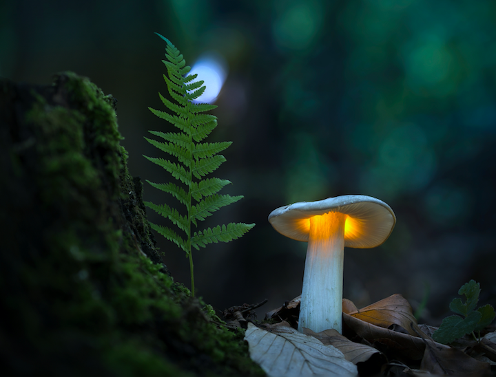 The Fascinating World of Mushrooms: Nature's Fungi Marvels - MUIH